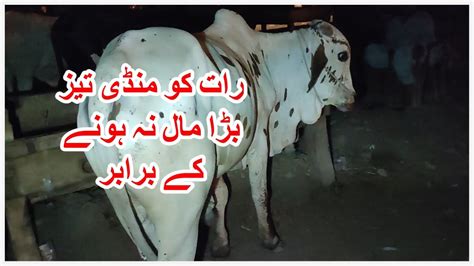 raat ko mandi tez hogai northern bypass maweshi mandi  youtube