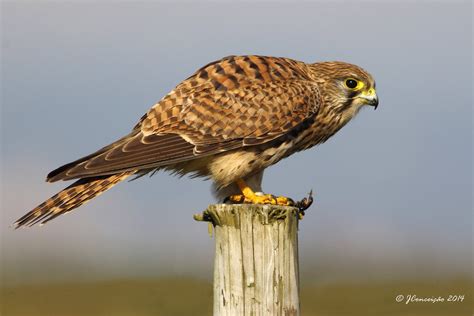 Peneireiro Vulgar Falco Tinnunculus Common Kestrel Flickr