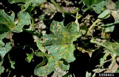 Recognizing Alternaria Of Watermelon Leaves How To Manage Watermelons