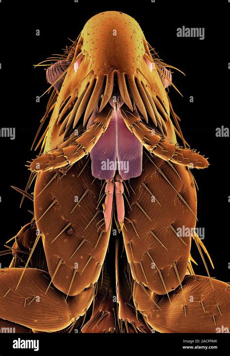 Cat Flea Head Coloured Scanning Electron Micrograph Sem Of A Cat