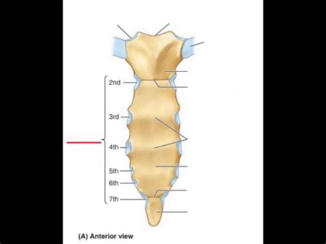 Anatomy 1 Pectoral Regionanterior Thoracic Wall Flashcards Quizlet