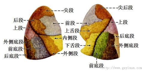 肺的斜裂和水平裂图片 千图网