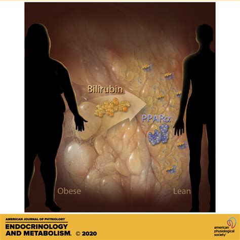 Bilirubin As A Metabolic Hormone The Physiological Relevance Of Low