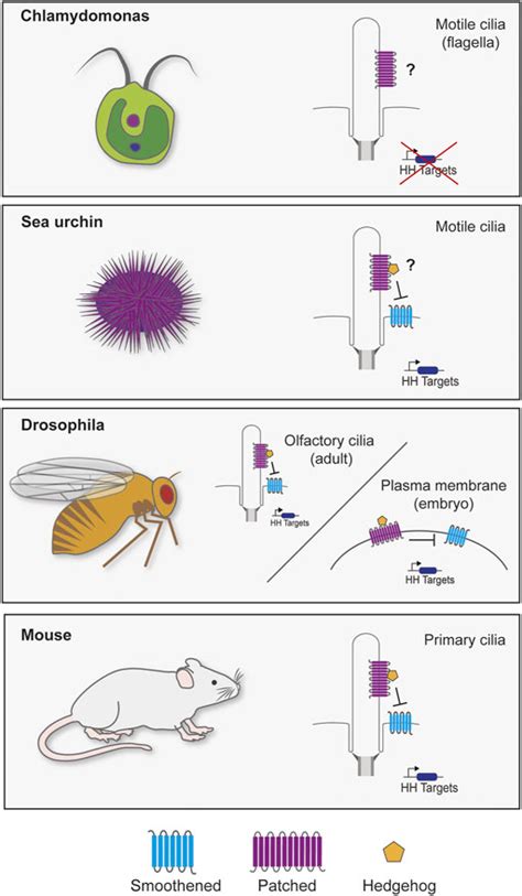 Frontiers The Intimate Connection Between Lipids And Hedgehog Signaling