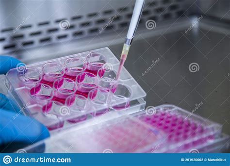 Cell culture stock photo. Image of contamination, biotech - 261620002