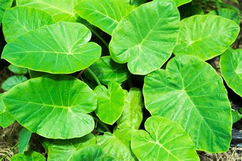 Alocasia Odora Growing Guide And Plant Care Tips