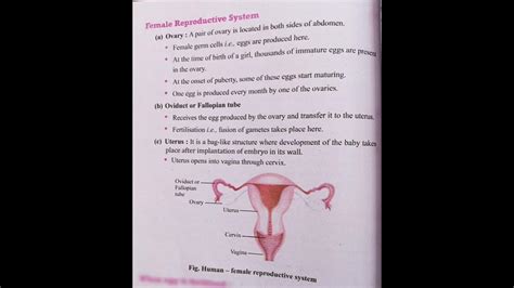 Female Reproductive System For Class 10 Th Shorts Education Youtube