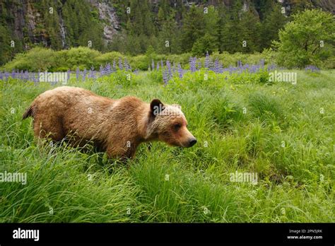 Grizzly Bear Ursus Arctos Horribilis Adult Standing Near Nootka