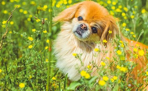 Pekingese Dog Breed Guide Info Pictures Care And More Pet Keen