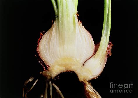 Hyacinth Bulb: Vegetative Propagation Photograph by George Bernard ...