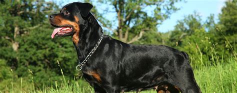 Rottweiler Lab Mix Aka Labrottie Breed Facts And Temperament