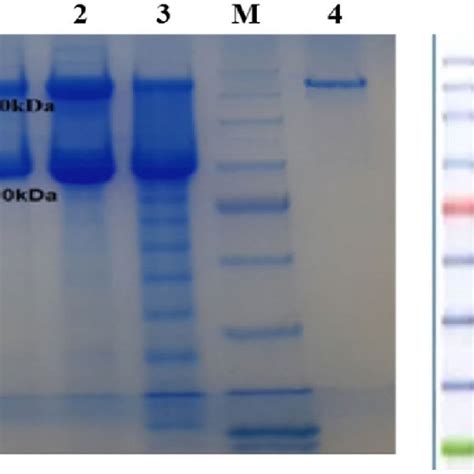 Analysis Of Protein Purification Process Non Reducing Sds Page