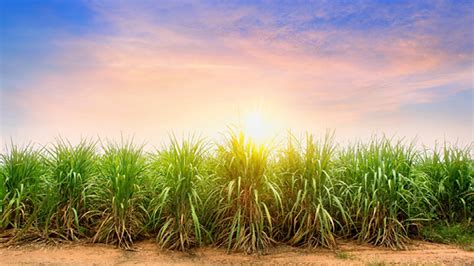 Cana BP Bunge investe R 530 milhões em Tocantins para ampliar moagem