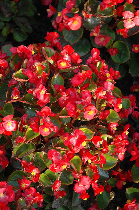 Yang Red Begonia Buchanan S Native Plants