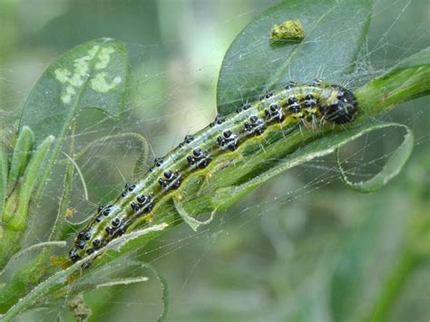 Box-tree moth | Butterfly Conservation