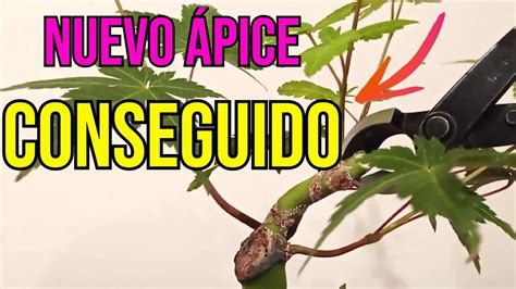 C Mo Crear Un Nuevo Pice En Bonsai Arce Palmatum Youtube