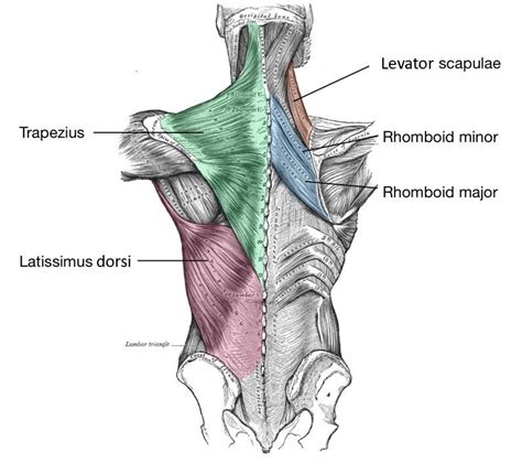 8 Muscles Of The Shoulder SimpleMed Learning Medicine Simplified