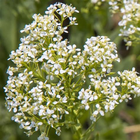 Idahos Noxious Weeds The Idaho Weed Awareness Campaign