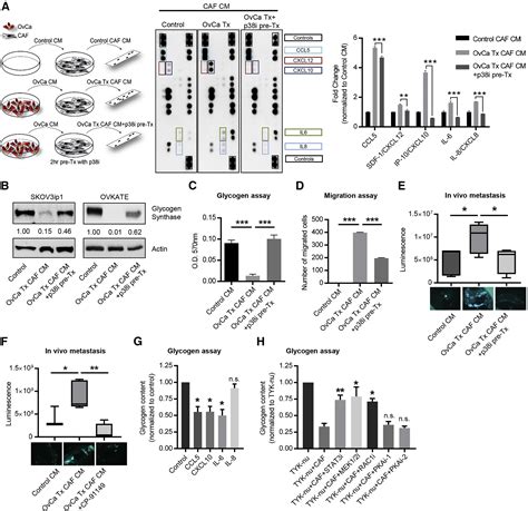 Fibroblasts Mobilize Tumor Cell Glycogen To Promote Proliferation And