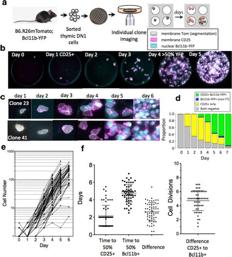 Op9 Dl1 Gfp Cells Lonza Bioz