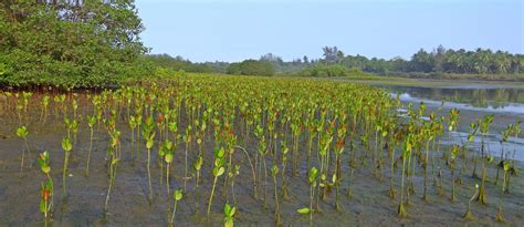 Everything You Need To Know About The Dubai Mangrove Forest Mybayut