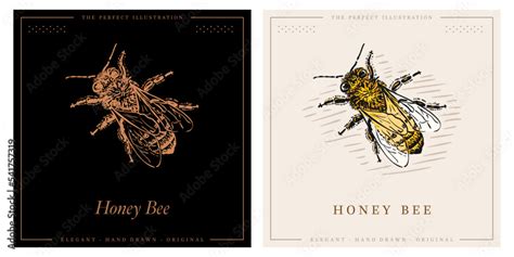 Vector engraving illustration of honey bee Stock Vector | Adobe Stock