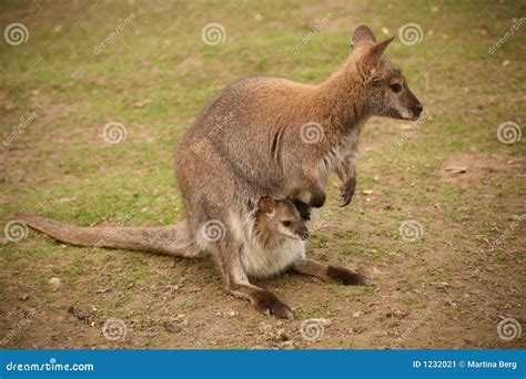 Kangaroo with baby stock image. Image of australia, grey - 1232021