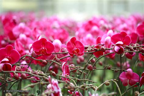 World Of Phalaenopsis Orchid Farm Rickshaw Asia Sdn Bhd