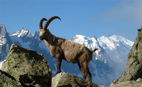 Der Alpensteinbock Wo Und Wie Lebt Er Pet Yolo