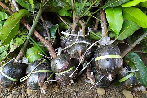 How To Propagate Camellia Flowers Gardeners Path