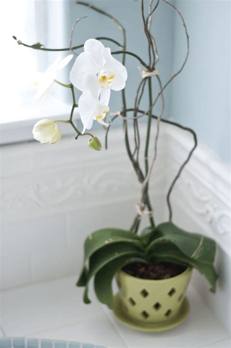How to Know if an Orchid Is Dead - Back Gardener