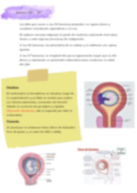 Solution Periodo Fetal Studypool