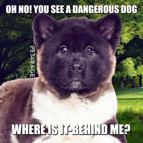 Akita Dangerous Dog Meme Petrage