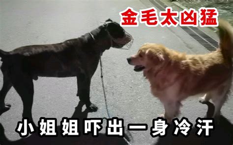 小姐姐遛卡斯罗犬，惹怒路边金毛，一言不合就开咬，场面差点失控哔哩哔哩bilibili