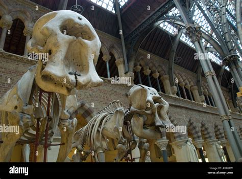 Two dinosaur skeletons - Oxford University Museum of Natural History including the Pitt Rivers ...