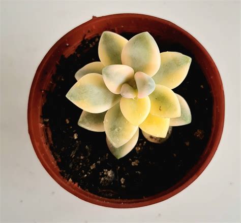 Suculenta Graptopetalum Victor Kane Variegata Verde Amor Jardinagem