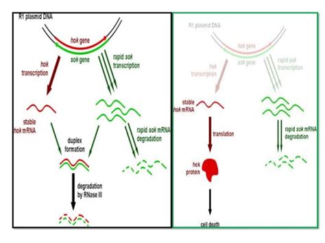 Antisense rna technology