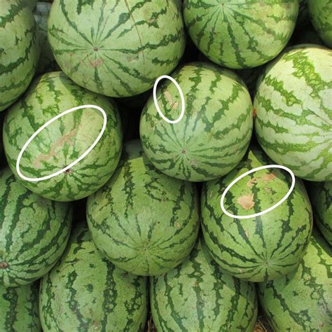 5 Key Tips To Pick The Perfect Watermelon Watermelon Sweet