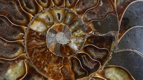 Nautilus Shell Section, Ammonite Fossil Stock Footage Video (100% ...