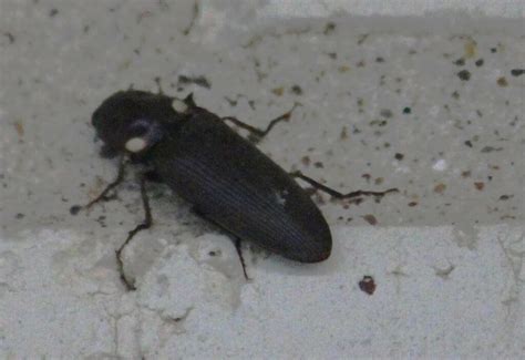 Deilelater Physoderus From South Side Corpus Christi Tx Usa On