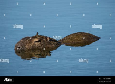 Hydrochoerus Hydrochaeris Water Hi Res Stock Photography And Images Alamy