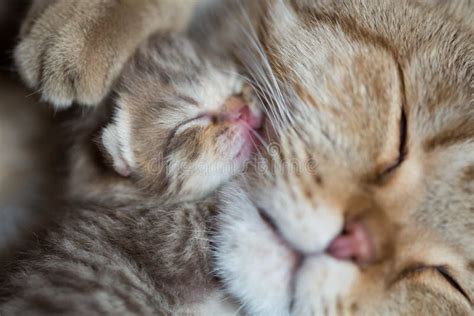 Cat Mother and Sleeping Kitten Together Stock Photo - Image of cute ...