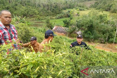 Kalbar Dorong Gerakan Tanam Cabai Secara Swadaya Kendalikan Inflasi