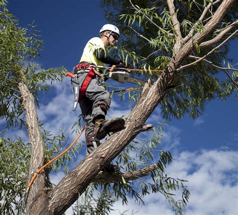 How to Trim Palm Tree? - Step by Step Guide