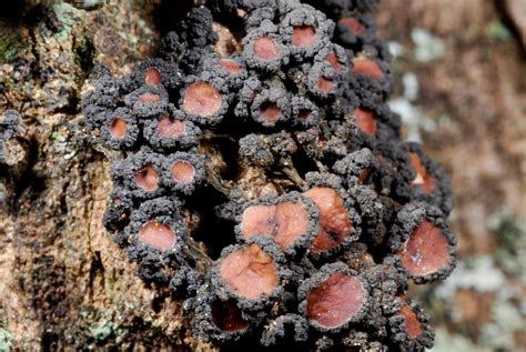 Dozens Of New Lichen Species Discovered In Ea Eurekalert