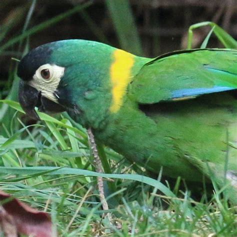 Golden collared macaw - Alchetron, The Free Social Encyclopedia