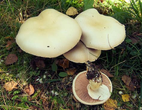 Fungus Gallery Agaricus F30a5672