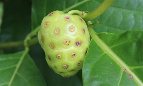 Morinda Citrifolia Descubre Los Beneficios De La Fruta Del Noni