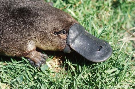 120 Million Years Old Fossil Shows Divergence Of Platypus And Anteater