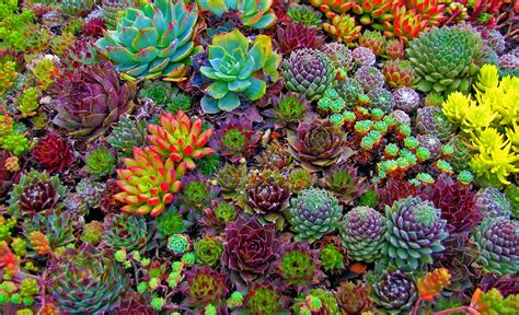 Succulents Forever | Drought Tolerant Landscaping Design